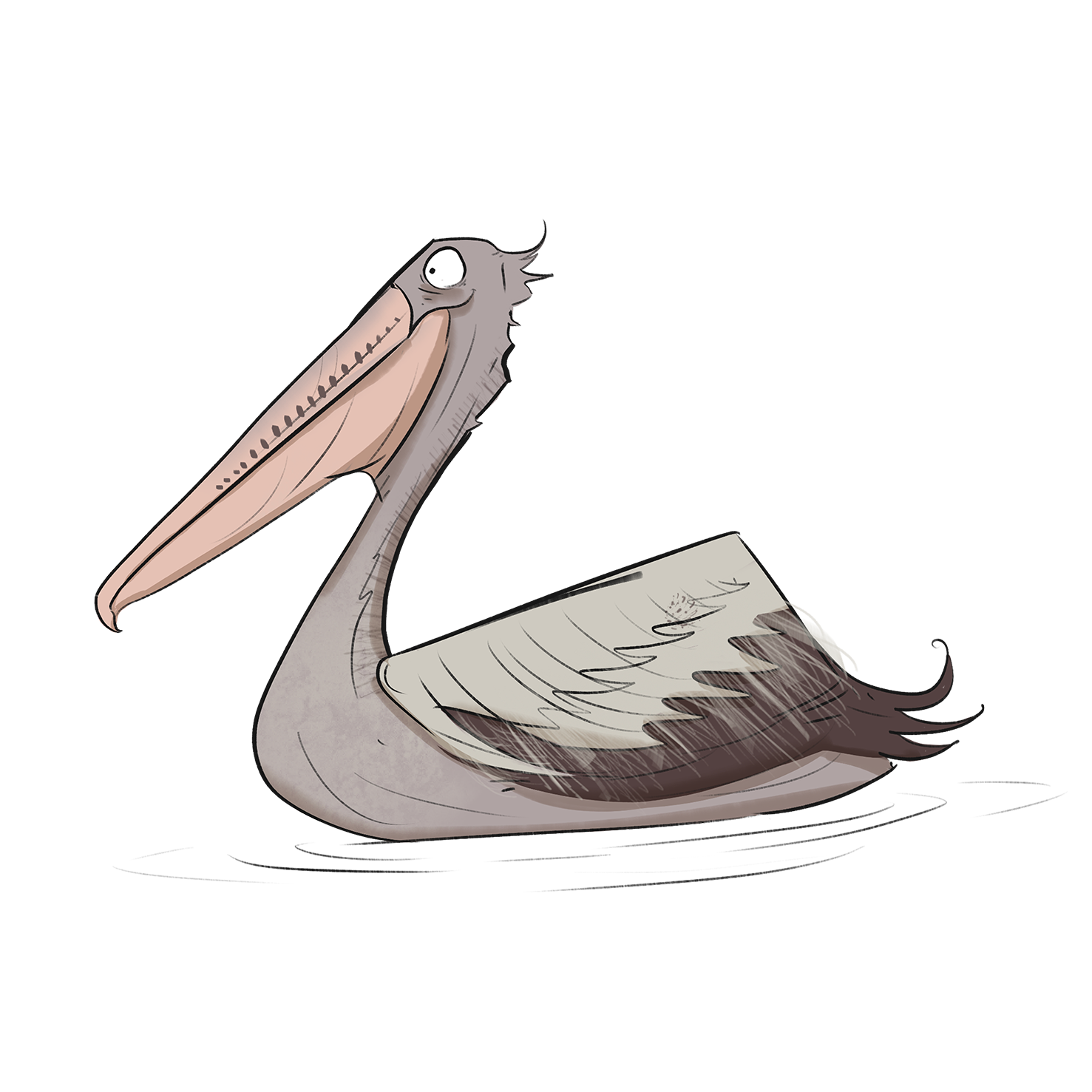 pelican