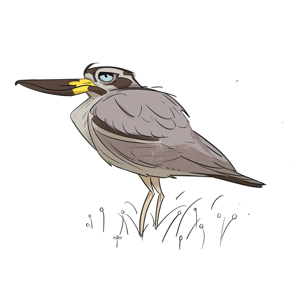 stone curlew