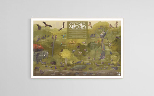 The Hidden Lives of Colombo Wetlands - Poster and Educational Guide - Image 4