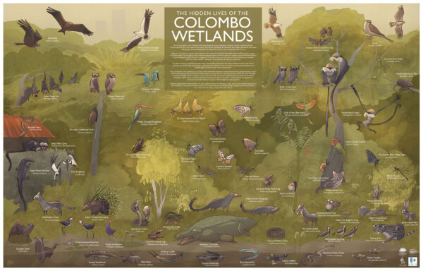 The Hidden Lives of Colombo Wetlands - Poster and Educational Guide - Image 2